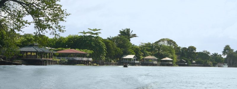 Suriname vakantie, het paradijs in het tropisch regenwoud.